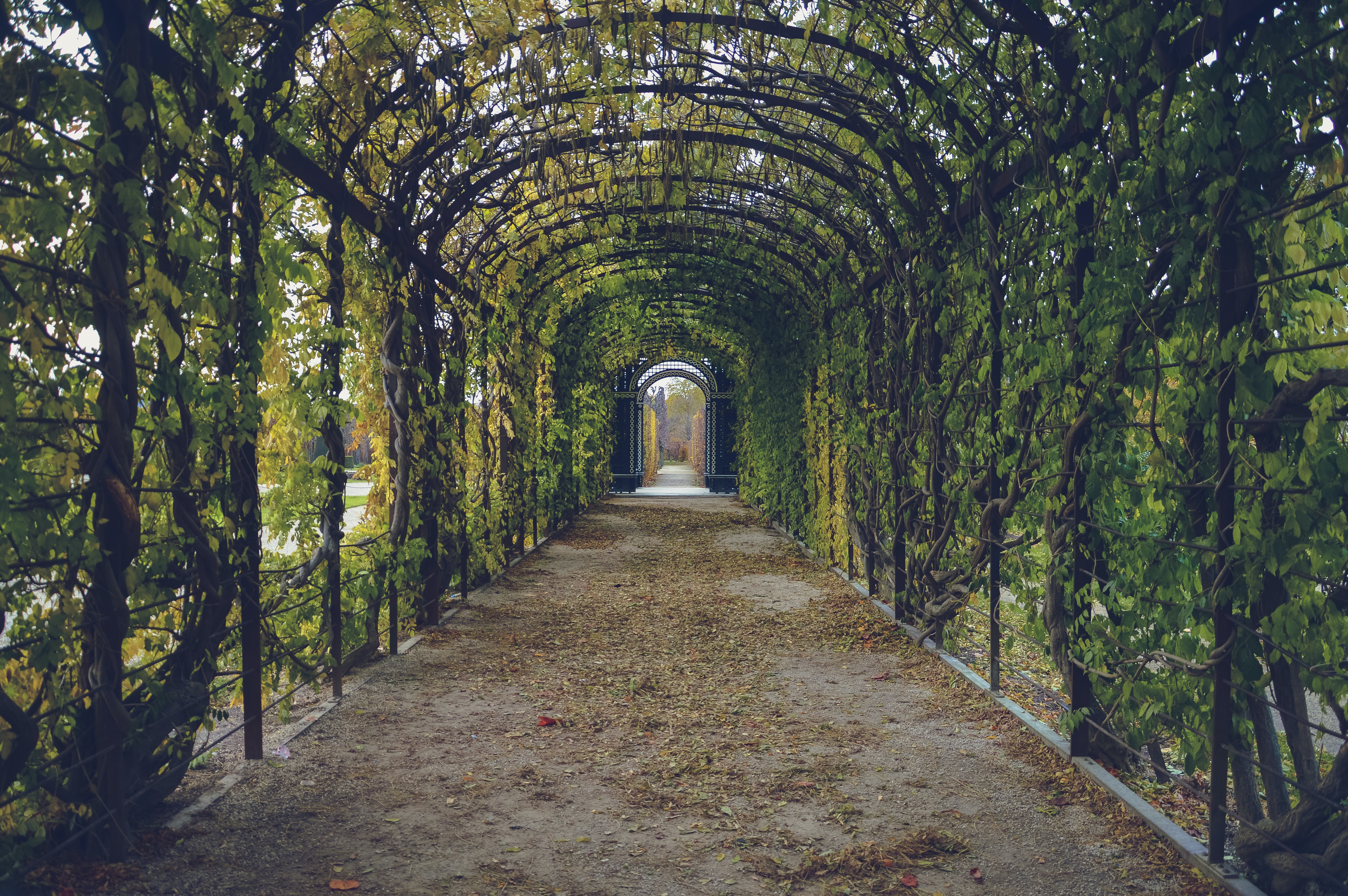 arched walkway made of vining plants